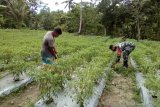 Dandim 1301/Sangihe wajibkan Babinsa dampingi petani di wilayah binaan