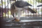 Seekor Elang Jawa (Nisaetus Bartelsi) di penangkaran kandang besi sempit ukuran 1,5 meter persegi di taman satwa Pendopo Tulungagung, Tulungagung, Jawa Timur, Senin (3/8/2020). Selain harus mengantongi sertifikat resmi dari BKSDA, syarat wajib pemanfaatan satwa langka dilindungi (Appendix 2) adalah yang sudah masuk kategori F2 atau hewan yang sudah generasi ketiga dari indukan pertama di penangkaran. Antara Jatim/Destyan Sujarwoko/zk