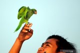 Pecinta burung paruh bengkok melatih terbang burungnya di areal tambak garam Desa Bunder, Pamekasan, Jawa Timur, Rabu (5/8/2020). Berbagai jenis burung berparuh bengkok tersebut dilatih terbang selama mungkin tanpa hinggap ketempat lain dan kembali kepada pemiliknya. Antara Jatim/Saiful Bahri/zk