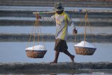 Pekerja mengangkut garam hasil panen perdana di Desa Bunder, Pamekasan, Jawa Timur, Rabu (5/8/2020). Awal panen garam tahun 2020 mundur dari yang biasanya pada Mei-Juni di musim tahun 2019 menjadi Juli-Agustus pada tahun ini, karena terkendala cuaca. Antara Jatim/Saiful Bahri/zk.