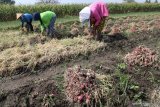 Buruh tani memanen bawang merah di area persawahan Desa Paron, Kediri, Jawa Timur, Rabu (5/8/2020). Memasuki musim panen raya harga bawang merah di tingkat petani anjlok dari seminggu yang lalu Rp18 ribu per kilogram menjadi Rp15 ribu per kilogram karena melimpahnya pasokan di pasaran. Antara Jatim/Prasetia Fauzani/zk