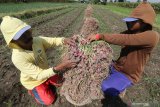 Buruh tani memanen bawang merah di area persawahan Desa Paron, Kediri, Jawa Timur, Rabu (5/8/2020). Memasuki musim panen raya harga bawang merah di tingkat petani anjlok dari seminggu yang lalu Rp18 ribu per kilogram menjadi Rp15 ribu per kilogram karena melimpahnya pasokan di pasaran. Antara Jatim/Prasetia Fauzani/zk