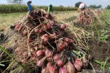 Buruh tani memanen bawang merah di area persawahan Desa Paron, Kediri, Jawa Timur, Rabu (5/8/2020). Memasuki musim panen raya harga bawang merah di tingkat petani anjlok dari seminggu yang lalu Rp18 ribu per kilogram menjadi Rp15 ribu per kilogram karena melimpahnya pasokan di pasaran. Antara Jatim/Prasetia Fauzani/zk