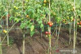 Distan Kabupaten Sangihe dorong kecamatan miliki hasil pertanian unggulan
