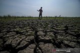 Seorang anak bermain di lahan sawah yang mengalami kekeringan di Cibiru Hilir, Kabupaten Bandung, Jawa Barat, Kamis (6/8/2020). Badan Meteorologi, Klimatologi dan Geofisika (BMKG) mengindikasi potensi kekeringan meteorologis di sejumlah wilayah Indonesia hingga dua dasarian ke depan dengan status waspada hingga awas. ANTARA JABAR/Raisan Al Farisi/agr