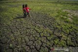 Dua orang anak bermain di lahan sawah yang mengalami kekeringan di Cibiru Hilir, Kabupaten Bandung, Jawa Barat, Kamis (6/8/2020). Badan Meteorologi, Klimatologi dan Geofisika (BMKG) mengindikasi potensi kekeringan meteorologis di sejumlah wilayah Indonesia hingga dua dasarian ke depan dengan status waspada hingga awas. ANTARA JABAR/Raisan Al Farisi/agr