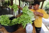 Warga menimbang slada usai dipanen di kawasan pertanian organik Gubug Lazaris Desa Sambirejo, Kediri, Jawa Timur, Sabtu (8/8/2020). Lahan seluas 2,5 hektar tersebut menerapkan pertanian organik ramah lingkungan mulai dari pembuatan pupuk, pemanfaatan sampah organik, pengadaan benih, perawatan tanaman, hingga pengemasan dan pemasaran hasil pertanian guna mendorong masyarakat sekitar menjadi petani mandiri. Antara Jatim/Prasetia Fauzani/zk.