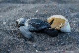 Seekor tukik menetas dari cangkangnya di penangkaran telur penyu di Pantai Boom, Banyuwangi, Jawa Timur, Sabtu (8/8/2020). Pada musim penyu mendarat untuk bertelur tahun 2020 ini, Banyuwangi Sea Turtle Foundation telah mengumpulkan sebanyak 139 sarang penyu dan sekitar 85 persen berhasil ditetaskan secara semi alamiah. Antara Jatim/Budi Candra Setya/zk.