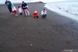 Petugas bersama pengunjung melepasliarkan tukik di Pantai Boom, Banyuwangi, Jawa Timur, Sabtu (8/8/2020). Pada musim penyu mendarat untuk bertelur tahun 2020 ini, Banyuwangi Sea Turtle Foundation telah mengumpulkan sebanyak 139 sarang penyu dan sekitar 85 persen berhasil ditetaskan secara semi alamiah. Antara Jatim/Budi Candra Setya/zk.