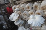 Petani memanen jamur tiram (Pleurotus ostreatus) di Desa Sukaurip, Balongan, Indramayu, Jawa Barat, Senin (10/8/2020). Petani Jamur setempat mengaku kesulitan memasarkan hasil panennya sejak wabah COVID-19 dan berharap bisa mendapat pelatihan pemasaran secara daring. ANTARA JABAR/Dedhez Anggara/agr