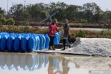 Pekerja memanen garam di Desa Tambak Cemandi, Sedati, Sidoarjo, Jawa Timur, Senin (10/8/2020).Kondisi cuaca yang tidak stabil membuat harga garam merosot menjadi Rp500 - Rp900 per kilogram dari biasanya Rp1500 per kilogram. Antara Jatim/Umarul Faruq/zk