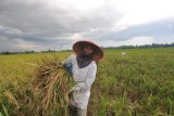 Pusri dorong produktivitas padi di lahan demplot Kalimantan Barat
