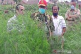 Pemerintah dorong pengembangan asparagus di Temanggung