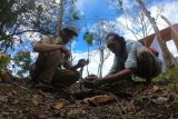 Petugas Taman Nasional Kerinci Seblat (TNKS) dan Anggota Komunitas Kerinci Trek Indonesia (kanan) menanam pohon di Pintu Rimba Pendakian Gunung Kerinci, Kerinci, Jambi, Senin (10/8/2020). Kegiatan yang dibarengi aksi pungut sampah oleh puluhan anggota komunitas pendaki dan petugas TNKS di beberapa titik kawasan wisata pendakian taman nasional itu dalam rangka memperingati Hari Konservasi Alam Nasional 2020. ANTARA FOTO/Wahdi Septiawan/wsj.