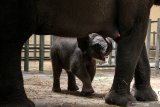 Seekor bayi gajah sumatera (Elephas maximus sumatrensis) berkelamin betina bersama induknya di kandang Taman Safari Prigen, Pasuruan, Jawa Timur, Rabu (12/8/2020). Bayi gajah yang lahir pada 14 Juli 2020 dengan berat 80 Kg dan tinggi 85 cm tersebut lahir dari indukan betina bernama Siska dan pejantan bernama Wahid, dan dengan kelahiran ini menambah koleksi gajah Sumatera di taman itu menjadi 20 ekor. Antara Jatim/Umarul Faruq/zk