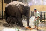 Seekor bayi gajah sumatera (Elephas maximus sumatrensis) berkelamin betina bersama induknya di kandang Taman Safari Prigen, Pasuruan, Jawa Timur, Rabu (12/8/2020). Bayi gajah yang lahir pada 14 Juli 2020 dengan berat 80 Kg dan tinggi 85 cm tersebut lahir dari indukan betina bernama Siska dan pejantan bernama Wahid, dan dengan kelahiran ini menambah koleksi gajah Sumatera di taman itu menjadi 20 ekor. Antara Jatim/Umarul Faruq/zk