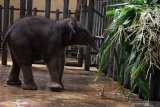 Seekor bayi gajah sumatera (Elephas maximus sumatrensis) berkelamin betina di kandang Taman Safari Prigen, Pasuruan, Jawa Timur, Rabu (12/8/2020). Bayi gajah yang lahir pada 14 Juli 2020 dengan berat 80 Kg dan tinggi 85 cm tersebut lahir dari indukan betina bernama Siska dan pejantan bernama Wahid, dan dengan kelahiran ini menambah koleksi gajah Sumatera di taman itu menjadi 20 ekor. Antara Jatim/Umarul Faruq/zk