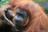 Seekor bayi orangutan Kalimantan (Pongo Pyhmaeus) berkelamin betina bernama Nanda bersama induknya di kandang Taman Safari Prigen, Pasuruan, Jawa Timur, Rabu (12/8/2020). Bayi orangutan yang lahir pada 11 Maret 2020 secara normal tersebut lahir dari indukan betina bernama Naning dan pejantan bernama Bima menambah koleksi orangutan di taman itu menjadi 22 ekor. Antara Jatim/Umarul Faruq/zk