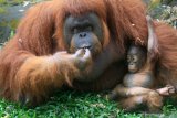 Seekor bayi orangutan Kalimantan (Pongo Pyhmaeus) berkelamin betina bernama Nanda bersama induknya di kandang Taman Safari Prigen, Pasuruan, Jawa Timur, Rabu (12/8/2020). Bayi orangutan yang lahir pada 11 Maret 2020 secara normal tersebut lahir dari indukan betina bernama Naning dan pejantan bernama Bima menambah koleksi orangutan di taman itu menjadi 22 ekor. Antara Jatim/Umarul Faruq/zk