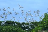 Burung kuntul terbang diatas pohon mangrove di Taman Kili-kili Taman Nasional Alas Purwo, Muncar, Banyuwangi, Jawa Timur, Selasa (11/8/2020). Hamparan pohon mangrove yang ditanam pada tahun 2010 itu, saat ini menjadi habitat baru berbagai jenis burung kuntul. Antara Jatim/Budi Candra Setya/zk.