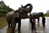 Pawang (mahout) memeriksa kesehatan mulut gajah sumatra (Elephas Maximus Sumatranus)  jinak pada hari peringatan hari gajag sedunia di CRU Sampoiniet, Aceh Jaya, Aceh, Rabu (12/8/2020). Peringatan gajah sedunia yang dirayakan setiap 12 Agustus sebagai upaya menyebarkan kesadaran tentang pelestarian dan perlindungan satwa yang semakin berkurang populasinya di alam liar akibat perambahan hutan dan pemburuan. Antara Aceh/Irwansyah Putra.