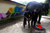 Pawang (mahout) membersihkan dan memotong kuku gajah sumatra (Elephas Maximus Sumatranus)  jinak pada hari peringatan hari gajag sedunia di CRU Sampoiniet, Aceh Jaya, Aceh, Rabu (12/8/2020). Peringatan gajah sedunia yang dirayakan setiap 12 Agustus sebagai upaya menyebarkan kesadaran tentang pelestarian dan perlindungan satwa yang semakin berkurang populasinya di alam liar akibat perambahan hutan dan pemburuan. Antara Aceh/Irwansyah Putra.