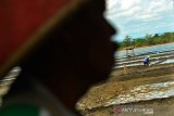 Peneliti: Pandemi momentum memperbaiki kerentanan sistem pangan nasional