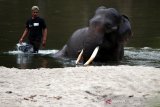 Pawang (mahout) memandikan gajah sumatra (Elephas Maximus Sumatranus) jinak bernama Olo pada 12 Agustus 2020 atau sehari sebelum mati di CRU Sampoiniet, Aceh Jaya, Aceh, Kamis (13/8/2020). BKSDA Aceh telah mengerahkan tim untuk melakukan nekropsi guna mengetahui penyebab kematiannya. Antara Aceh/Irwansyah Putra.