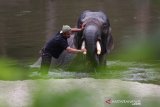 Pawang (mahout) memandikan gajah sumatra (Elephas Maximus Sumatranus) jinak bernama Olo pada 12 Agustus 2020 atau sehari sebelum mati di CRU Sampoiniet, Aceh Jaya, Aceh, Kamis (13/8/2020). BKSDA Aceh telah mengerahkan tim untuk melakukan nekropsi guna mengetahui penyebab kematiannya. Antara Aceh/Irwansyah Putra.