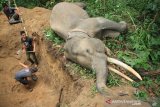 Petugas Balai Konservasi Sumber Daya Alam (BKSDA) Aceh berada di dekat bangkai gajah sumatra (Elephas maximus sumatranus) jinak yang mati mendadak di kawasan Conservation Response Unit (CRU) Sampoiniet, Aceh Jaya, Aceh, Kamis (13/8/2020). Gajah jinak jantan yang berusia 34 tahun dan diberi nama Olo tersebut ditemukan mati mendadak sekitar pukul 11.00 WIB. Antara Aceh/Syifa Yulinnas