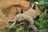 Petugas Balai Konservasi Sumber Daya Alam (BKSDA) Aceh berada di dekat bangkai gajah sumatra (Elephas maximus sumatranus) jinak yang mati mendadak di kawasan Conservation Response Unit (CRU) Sampoiniet, Aceh Jaya, Aceh, Kamis (13/8/2020). Gajah jinak jantan yang berusia 34 tahun dan diberi nama Olo tersebut ditemukan mati mendadak sekitar pukul 11.00 WIB. Antara Aceh/Syifa Yulinnas