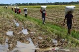 Buruh mengangkut karung berisi gabah dari lahan sawah Desa Ie Lhob, Kecamatan Tangan-Tangan, Aceh Barat Daya, Aceh, Jumat (14/8/2020). Musim panen padi rendengan di daerah itu menjadi sebuah momen bagi para buruh musiman ‘memburu’ rupiah ditengah pandemi COVID-19. Antara Aceh/Suprian.