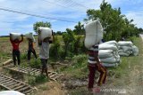 Buruh mengangkut karung berisi gabah dari lahan sawah Desa Ie Lhob, Kecamatan Tangan-Tangan, Aceh Barat Daya, Aceh, Jumat (14/8/2020). Musim panen padi rendengan di daerah itu menjadi sebuah momen bagi para buruh musiman ‘memburu’ rupiah ditengah pandemi COVID-19. Antara Aceh/Suprian.