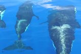 KKP ungkap polusi gelombang suara dan sampah laut  ancam mamalia laut