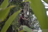 Petani menyadap pohon aren di Banjarwangi, Kabupaten Garut, Jawa Barat, Rabu (19/8/2020). Dalam sehari petani tersebut mampu mengumpulkan air nira aren sebanyak tiga sampai lima liter yang kemudian diolah menjadi gula merah dan dijual Rp15 ribu hingga Rp18 ribu per kilogram. ANTARA JABAR/Candra Yanuarsyah/agr