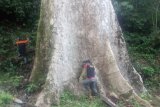 Ini pohon kayu terbesar di dunia yang tumbuh di Agam, miliki 516 meter kubik, berdasarkan rumus kubi kasi