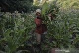 Petani memanen daun tembakau di kaki Gunung Putri, Kabupaten Garut, Jawa Barat, Jumat (21/8/2020). Menurut petani setempat, harga tembakau pada tahun 2020 ditingkat petani turun menjadi Rp3.500 per kilogram dibanding tahun 2019 sebesar Rp6 ribu per kilogram akibat rendahnya kualitas tembakau. ANTARA JABAR/Candra Yanuarsyah/agr