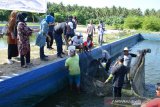 Tiga Kepala Dinas hadiri panen ikan nila kolam terpal milik DKP Sulteng