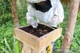 Peternak memanen madu lebah kelulut atau lebah Trigona di desa Lambadeuk, Kecamatan Peukan Bada, Kabupaten Aceh Besar, Aceh, Senin (24/8/2020). Budidaya madu lebah kelulut yang mulai berkembang dan dikelola secara kelompok atau perorangan sebagai potensi ekonomi baru di Aceh itu, permintaannya terus meningkat dengan harga penjualan Rp600.000 per Kilogram menurut jenisnya. Antara Aceh/Ampelsa.