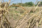 Petani membabat sisa tanaman padi yang rusak akibat diserang hama wereng untuk pakan ternak di Garon, Balerejo, Kabupaten Madiun, Jawa Timur, Senin (24/8/2020). Sebagian petani di wilayah tersebut mengeluhkan serangan hama wereng pada tanaman padi berumur rata-rata 80 hari hingga mengakibatkan gagal panen. Antara Jatim/Siswowidodo/zk.