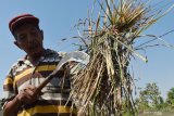 Petani menunjukkan sisa tanaman padi yang rusak akibat diserang hama wereng di Garon, Balerejo, Kabupaten Madiun, Jawa Timur, Senin (24/8/2020). Sebagian petani di wilayah tersebut mengeluhkan serangan hama wereng pada tanaman padi berumur rata-rata 80 hari hingga mengakibatkan gagal panen. Antara Jatim/Siswowidodo/zk.