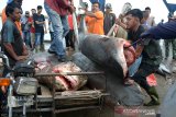 Pedagang mengangkut ikan hiu harimau atau hiu tiger (Galeocerdo cuvier) menggunakan becak barang di terminal Pelabuhan Perikanan Samudera Kutaraja, Desa Lampulo, Banda Aceh, Aceh, Rabu (26/8/2020). Menurut data Kementerian Kelautan dan Perikanan terdapat beberapa jenis hiu yang dilindungi, yakni Hiu koboy (Carcharhinus longimanus), hiu martil (Sphyma lewini), hiu martil besar (Sphyma makarran), hiu martil tipis (Sphyma zygaena), hiu paus tutul (Rhyncodon typus), hiu tikus (alopias pelagicus), hiu gergaji (Pristis mocrodon) dan hiu lajiman (Charcarhinus falciformis), sedangkan hiu harimau (Galeocerdo cuvier) termasuk jenis tidak dilindungi dipasarkan seharga dua juta hingga tiga juta rupiah per ekor menurut besaran dan jenisnya. Antara Aceh/Ampelsa.