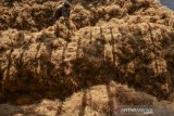 Pekerja mengumpulkan sabut kelapa (coco fiber) sebelum dijemur di Sindangkasih, Kabupaten Ciamis, Jawa Barat, Kamis (27/8/2020). Limbah kelapa yang diproduksi menjadi tali sabut kelapa itu diekspor ke pasar Korea dengan kapasitas jumlah produksi satu ton per hari. ANTARA JABAR/Adeng Bustomi/agr