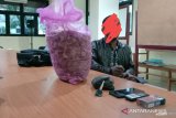 West Sumatra BKSDA team catch suspect in pangolin scales trade in Manggopoh