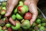 Pedagang memisahkan apel malang berdasarkan ukurannya untuk dijual lagi di pasar buah di Batu, Jawa Timur, Kamis (27/8/2020). Pedagang buah setempat mengaku penjualan apel malang mulai mengalami peningkatan meski  hanya sebesar 5 persen seiring dibukanya kembali sejumlah wahana wisata di kawasan tersebut setelah tutup selama tiga bulan akibat COVID-19. Antara Jatim/Ari Bowo Sucipto/zk