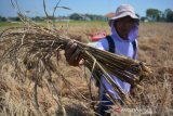 Petani menunjukkan padi yang kering dan mati setelah diserang hama wereng di Desa Sentul, Kecamatan Tembelang, Kabupaten Jombang, Jawa Timur, Kamis (27/8/2020). Puluhan hektare tanaman padi siap panen di wilayah setempat mengering dan mati akibat diserang hama wereng hingga menyebabkan gagal panen. Antara Jatim/Syaiful Arif/zk