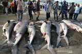Perdagangan Ikan Hiu Harimau di Aceh