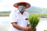Sulawesi Utara terus jaga stabilitas ketahanan pangan saat pandemi COVID-19