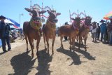 Dua pasang sapi diarak saat kontes sapi sonok (hias) di Lapangan Socah Center, Waru Barat, Pamekasan, Jawa Timur, Sabtu (29/8/2020). Kontes yang digagas Paguyuban Sapi Sonok Madura itu diikuti lebih dari 100 pasang sapi hias.  Antara Jatim/Saiful Bahri/zk