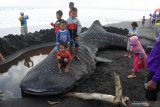 Sejumlah anak menaiki seekor Hiu Paus atau Hiu Tutul (Rhincodon typus) yang mati terdampar di Pantai Paseban, Kencong, Jember, Jawa Timur, Minggu (30/8/2020). Seekor Hiu Paus berukuran panjang sembilan meter ditemukan mati terdampar di pantai itu, dan ini menjadi kasus kedua dalam dua bulan terakhir di Kabupaten Jember. Antara Jatim/Seno/zk.